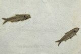 Plate with Two Detailed Fossil Fish (Knightia) - Wyoming #370871-1
